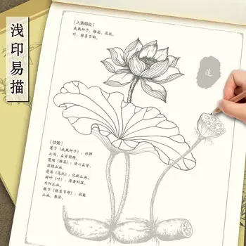 Hiina Maali Line Drawing Taimne Ravim Värvimine Mõistmise Õppimise hHerbs Ja Taimede Krunt Raamat