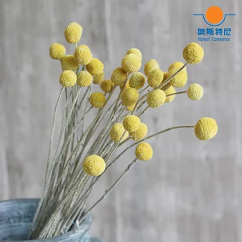 20pcs kuivatatud loomulik Craspedia lille kimbud golden ball lille kimbud
