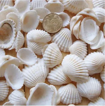 Tasuta kohaletoimetamine 100tk/palju naturaalne valge värv sea shell tigu/trompet shell pulm/festival/partei teenetemärgi conch