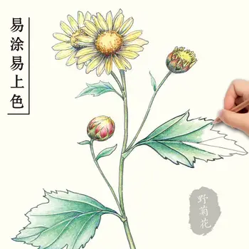 Hiina Maali Line Drawing Taimne Ravim Värvimine Mõistmise Õppimise hHerbs Ja Taimede Krunt Raamat 1