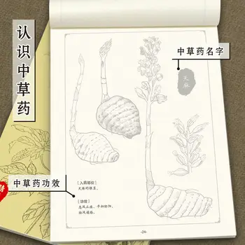 Hiina Maali Line Drawing Taimne Ravim Värvimine Mõistmise Õppimise hHerbs Ja Taimede Krunt Raamat 2