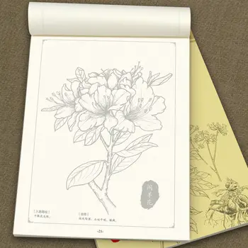 Hiina Maali Line Drawing Taimne Ravim Värvimine Mõistmise Õppimise hHerbs Ja Taimede Krunt Raamat 3
